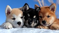 Three adorable Shiba Inu puppies lying together on soft white blanket against blue sky background. Cute Japanese dog breed babies with fluffy fur coats.