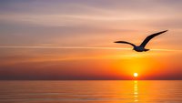 Seagull flying over calm ocean water during golden sunset with orange and pink sky colors reflecting on sea surface creating peaceful seascape scene.