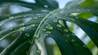 Fresh green tropical plant leaves with morning dew water droplets creating natural patterns for wellness and botanical design concepts.