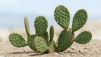 Prickly pear cactus plant with green paddles growing in sandy desert soil, suitable for botanical, nature, and landscape design projects.