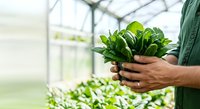 Gardener holding fresh green leafy vegetables in greenhouse with natural light and blurred plants in background, suitable for agriculture, farming, organic produce, and gardening content.