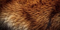 Close-up of red fox fur texture showing detailed animal hair pattern with rich auburn, brown, and cream tones for wildlife or textile design.