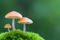 Orange mushrooms growing on bright green moss against blurred forest background, macro nature photography showing delicate fungi details and texture.