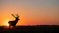 Majestic stag silhouette against vibrant orange sunset sky in open field. Wildlife photography capturing nature's beauty during golden hour hunting season.