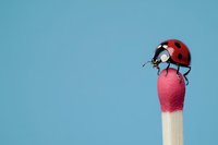 Bright red ladybug perched on a pink matchstick head against a clean blue background, macro nature concept with copy space.