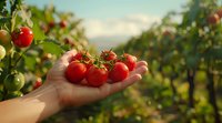 Fresh ripe cherry tomatoes on vine held in farmer's hand against blurred garden background with morning sunlight, organic harvest concept.