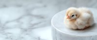 Adorable newborn yellow chick sleeping on white marble surface, soft pastel peach colored feathers, minimalist composition with copy space for spring designs.