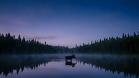 Moose silhouette standing in calm lake water at twilight with purple sky and evergreen forest reflection creating serene wilderness landscape scene.