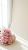 Soft pink carnation flowers on white windowsill with flowing curtain creating romantic feminine atmosphere for home decor and interior design projects.