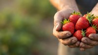 Farmer holding fresh ripe strawberries in hands outdoors. Harvest time, organic farming, agriculture, and food production concept for agricultural marketing and farm-to-table content.