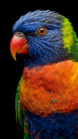 Colorful rainbow lorikeet parrot head portrait with vibrant blue, orange, green feathers and bright orange eye on black background for wildlife photography.