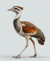 Great Bustard bird with distinctive crest and patterned plumage isolated on light background, perfect for wildlife publications and conservation awareness.
