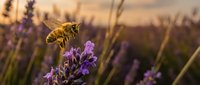 Honeybee collecting nectar from purple lavender flowers during golden hour sunset in blooming field for pollination and agriculture concepts.