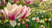 Pink and white magnolia flowers blooming on tree branches in spring garden with colorful tulips and daffodils creating seasonal floral landscape.