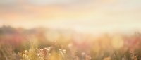 Soft-focus wildflower meadow at golden hour with warm sunlight filtering through blooming flowers and grass, suitable for backgrounds and nature themes.