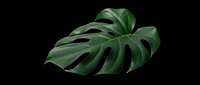 Tropical monstera leaf isolated on transparent background, ready for design use on t-shirts, clipart, stickers, print-on-demand products, and sublimation projects.