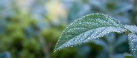 Fresh green leaf covered in sparkling water droplets after rain, with soft bokeh garden background, capturing nature's delicate beauty in morning light.