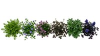 Fresh herb collection with basil oregano thyme and purple varieties arranged in row on white background for culinary cooking and kitchen design projects.
