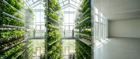 Vertical garden walls with lush green plants in modern greenhouse interior with natural light, sustainable urban farming and eco-friendly architecture design.