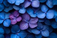 Blue and purple hydrangea flowers creating natural floral pattern for botanical backgrounds and garden design projects.
