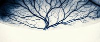 Bare tree branches creating intricate patterns against snowy winter landscape with dramatic shadows and natural organic forms for seasonal design.