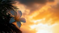 Delicate white plumeria flower silhouetted against dramatic orange sunset sky with palm fronds creating tropical paradise ambiance. Suitable for wellness and travel designs.