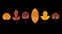 Seven autumn leaves in warm red, orange and yellow tones, isolated on transparent background. Ready for stickers, t-shirt design, clipart, sublimation and print on demand.