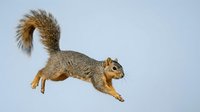 Fox squirrel leaping mid-air against a clean light blue background, showcasing dynamic motion and wildlife energy in sharp detail.