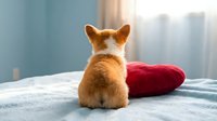 Adorable orange corgi puppy sitting on white bed with red heart pillow in bright bedroom interior for Valentine's Day romantic pet photography.