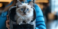 Adorable ragdoll kitten with bright blue eyes peeking out from black pet carrier backpack, fluffy white fur and pointed coloring against blurred turquoise background.