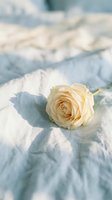 Single cream white rose lying on soft blue linen bedding with natural sunlight creating gentle shadows for romantic bedroom decor and wedding concepts.