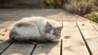 Fluffy gray and white cat resting on a wooden deck in a sunlit autumn garden, with soft bokeh background and warm golden light.