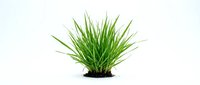 Isolated green ornamental grass with long slender blades and dark soil base on white background, suitable for design projects, web graphics, and botanical illustrations.