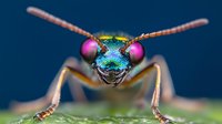 Extreme macro portrait of metallic green jewel wasp with bright pink eyes and distinctive antennae against dark background, showcasing intricate insect anatomy.