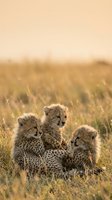 Three young cheetah cubs sitting together in savanna grassland during golden hour, wildlife photography for nature and animal conservation content.