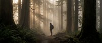 Lone hiker walking through misty ancient forest with towering trees and ferns creating atmospheric outdoor adventure scene for nature and hiking concepts.