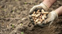 Farmer hands holding freshly harvested peanuts in soil, agricultural harvest and farming concept for agriculture, food production, and crop cultivation.