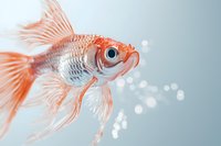 Orange and white fantail goldfish swimming with air bubbles against light blue background, close-up view showing detailed scales and flowing fins.
