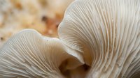 Close-up macro view of delicate mushroom gills showing intricate natural patterns and textures in soft beige tones for organic design projects.