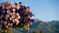 Vibrant hanging basket with pink and purple petunias blooming against mountain landscape background. Colorful summer garden flowers for outdoor decoration.