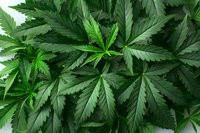 Fresh cannabis leaves arranged in natural pattern showing detailed structure of serrated edges and vibrant green color gradients. Macro photography background.
