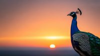 Majestic peacock silhouette against vibrant sunset sky with golden orange hues and warm evening light creating dramatic wildlife photography composition.