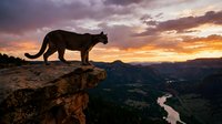 Mountain lion silhouette standing on rocky cliff edge overlooking valley at dramatic sunset with purple and orange sky clouds creating majestic wilderness scene.