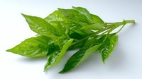 Fresh green basil leaves with bright glossy texture isolated on white background, aromatic culinary herb for cooking and garnishing Mediterranean dishes.
