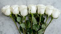 Fresh white roses arranged in fan shape on marble background, long stems with green leaves creating elegant floral composition for wedding and romantic occasions.