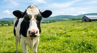 Cool cow wearing sunglasses in green pasture field with mountains and farm buildings in background. Funny farm animal portrait for humor and agriculture concepts.