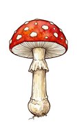 Red toadstool mushroom with white spots, isolated on white background. Hand-drawn botanical illustration suitable for educational materials, children's books, and design projects.