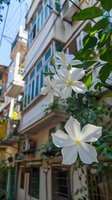 White jasmine flowers blooming on climbing vines against urban apartment building backdrop, showcasing nature thriving in city environment for lifestyle and urban gardening projects.