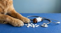 Dog paws with medicine bottle, pills and stethoscope on blue surface for veterinary healthcare and pet treatment concepts.