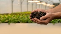 Farmer holding rich dark soil with earthworms in a greenhouse, showcasing organic farming and sustainable agriculture practices.